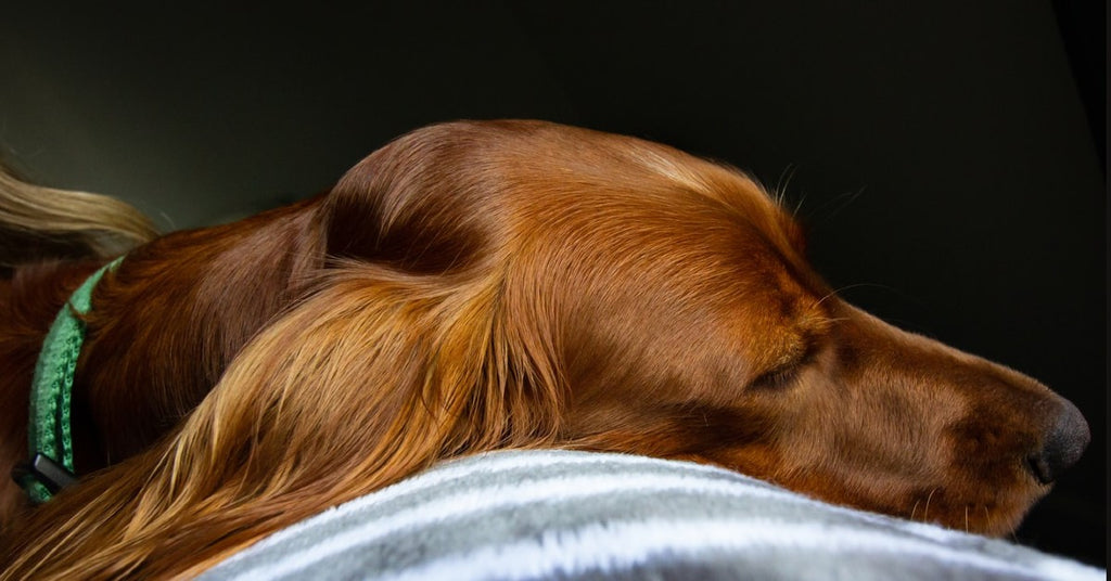 Can I Use a Weighted Blanket for My Dog?
